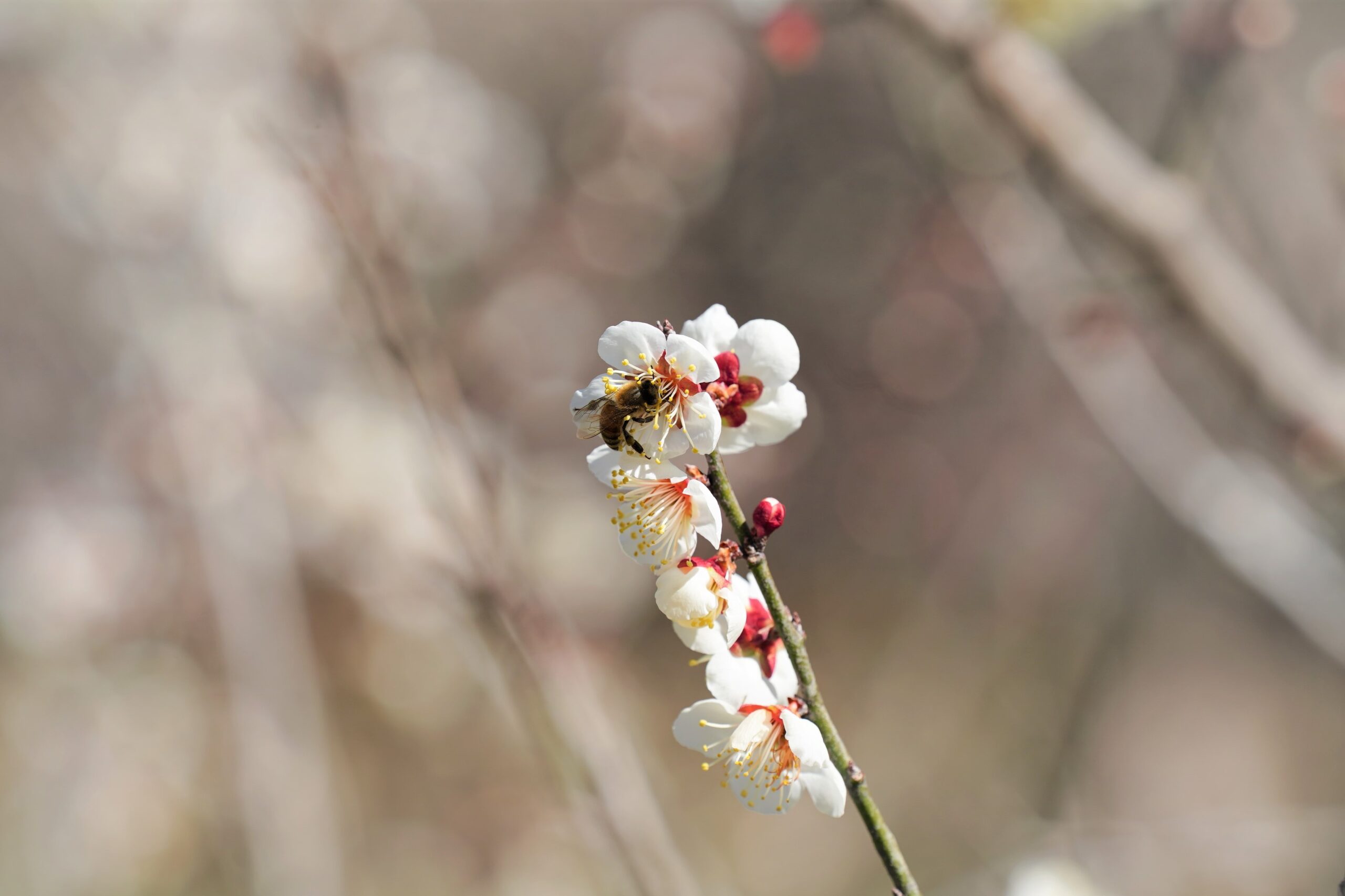 ミツバチ in　岩谷　梅農園